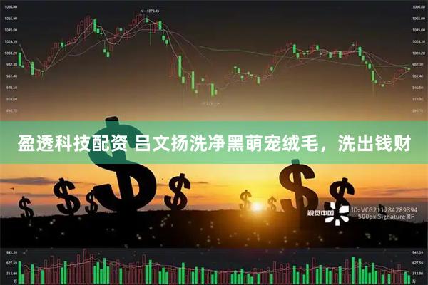 盈透科技配资 吕文扬洗净黑萌宠绒毛，洗出钱财